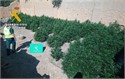 La Guardia Civil desmantela dos plantaciones de marihuana en La Ribera
